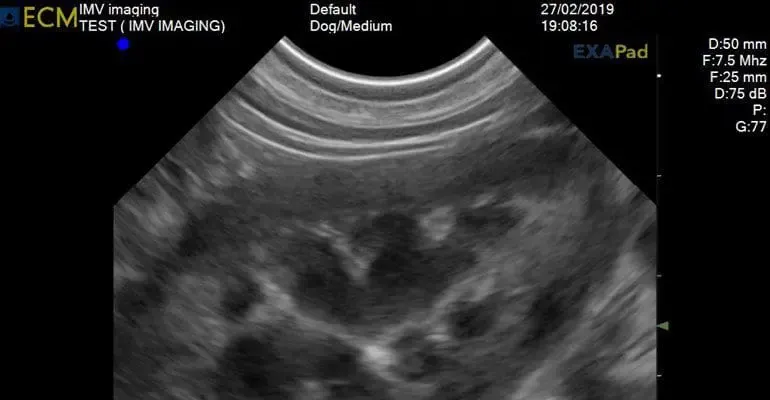 IMV ExaPad — Ecógrafo Inalámbrico Veterinario de Campo miniatura 5