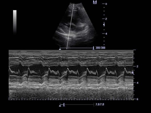Mindray DP-50 Vet — Ecógrafo Veterinario Blanco y Negro con Doppler miniatura 4