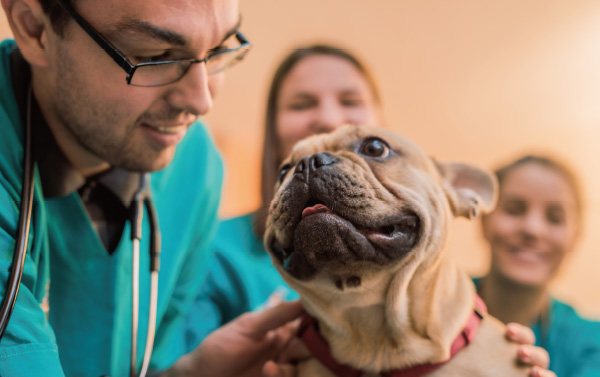 Mindray Vetus 5 — Ecógrafo Veterinario Multifunción miniatura 2