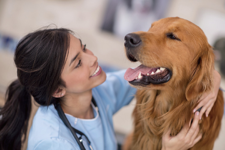 Mindray Vetus 7 — Ecógrafo Veterinario Profesional miniatura 5