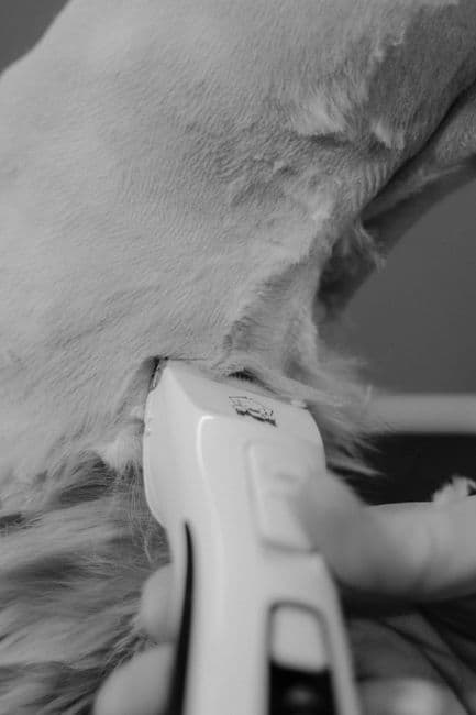 Cortapelos profesional inalámbrico para grooming — foto 1