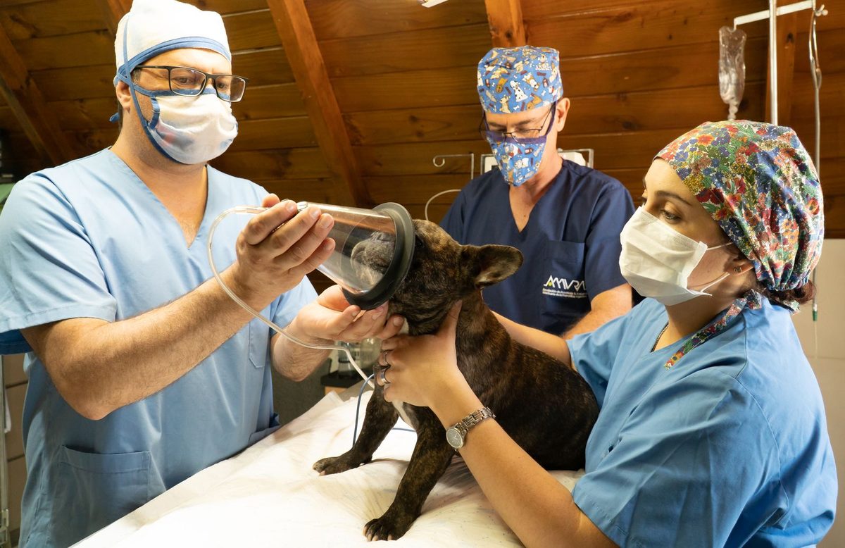 Cirugía veterinaria