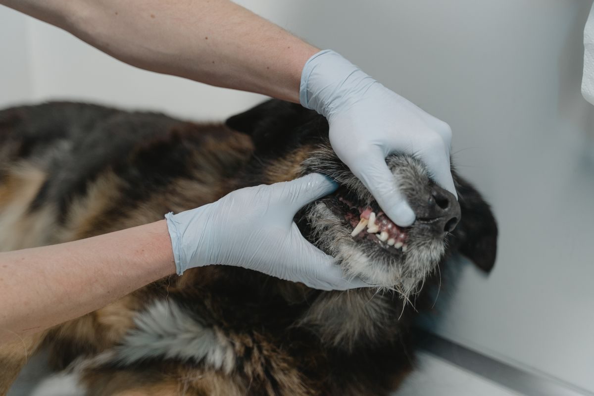 Odontología veterinaria