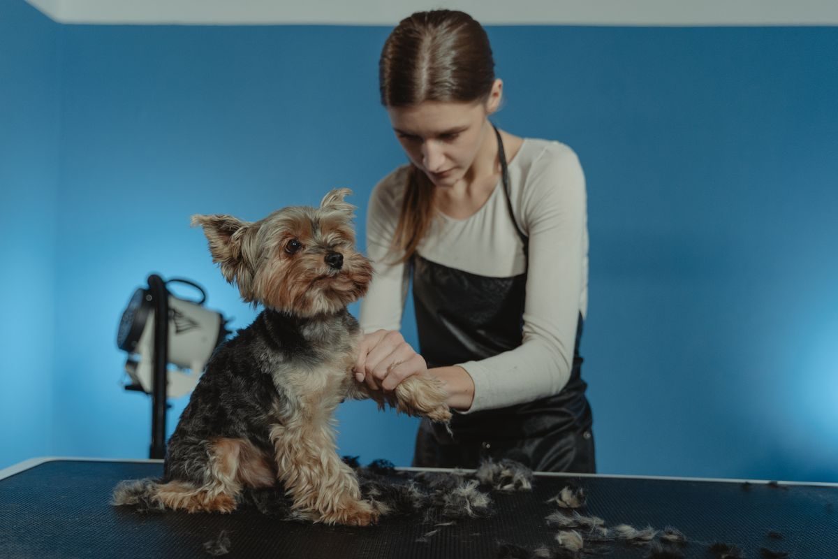Peluquería y estética canina